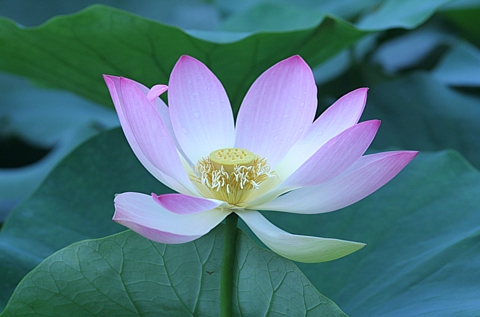 seerose.jpg