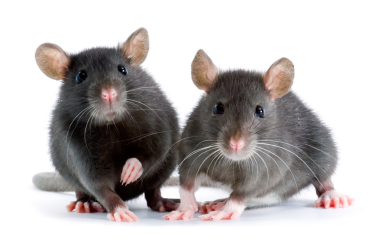 maus